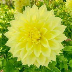 Dahlia "Kelvin Floodlight XXL" - 1 knold