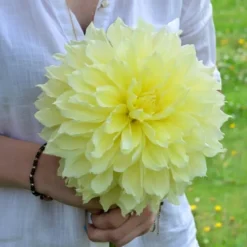 Dahlia 