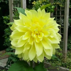 Dahlia 