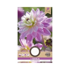Dahlia "Luca Johanna" - 1 knold