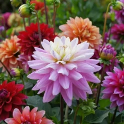 Dahlia "Luca Johanna" - 1 knold