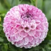 Dahlia "Marble Ball" - 1 knold