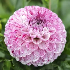 Dahlia "Marble Ball" - 1 knold