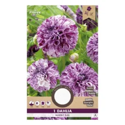 Dahlia "Marble Ball" - 1 knold