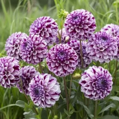 Dahlia 