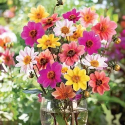 Dahlia "Olivia Mix" - 3 knolde