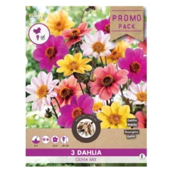 Dahlia "Olivia Mix" - 3 knolde