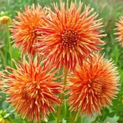 Dahlia "Rejmans Firecracker" - 1 knold