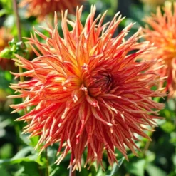 Dahlia "Rejmans Firecracker" - 1 knold