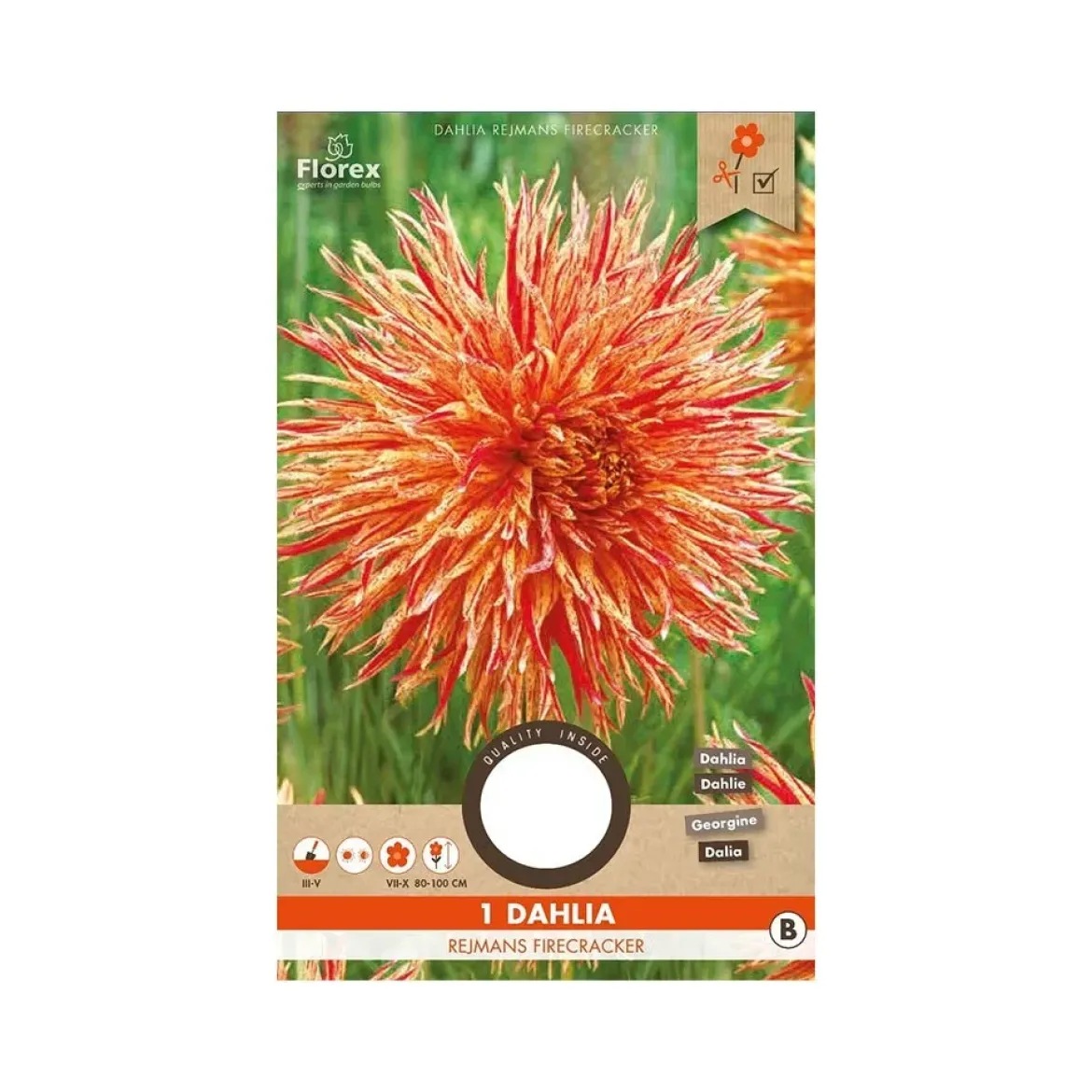 Dahlia "Rejmans Firecracker" - 1 knold