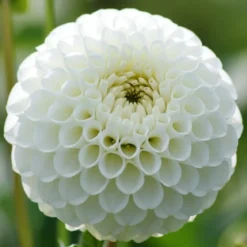 Dahlia "Snowflake Pompon" - 1 knold