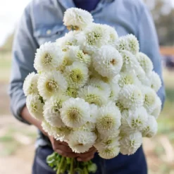 Dahlia "Snowflake Pompon" - 1 knold