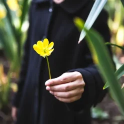 Erantis 'Eranthis Cilicica'