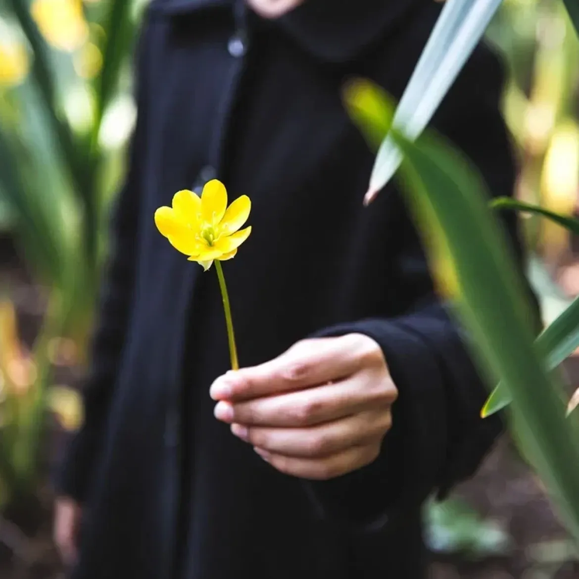 Erantis 'Eranthis Cilicica'