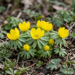 Erantis 'Eranthis Cilicica'