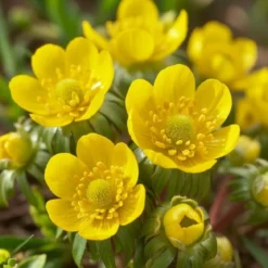 Erantis 'Eranthis Cilicica'