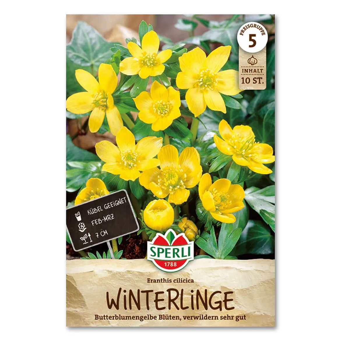 Erantis 'Eranthis Cilicica'