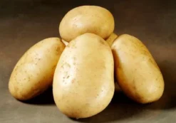 Folva læggekartofler - 1,5 kg. (middel tidlig)