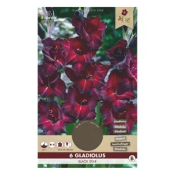 Gladiolus Black star - 6 løg