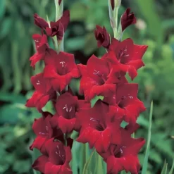 Gladiolus Black star - 6 løg