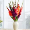 Gladiolus mix blomsterløg - 8 stk.