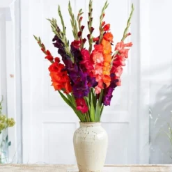 Gladiolus mix blomsterløg - 8 stk.