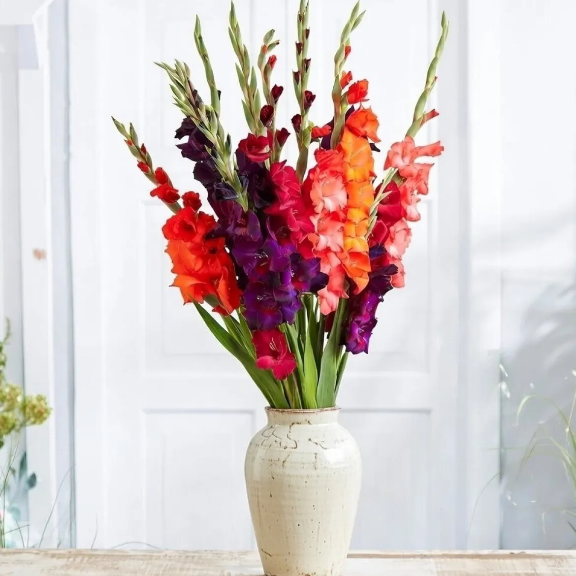 Gladiolus mix blomsterløg - 8 stk.