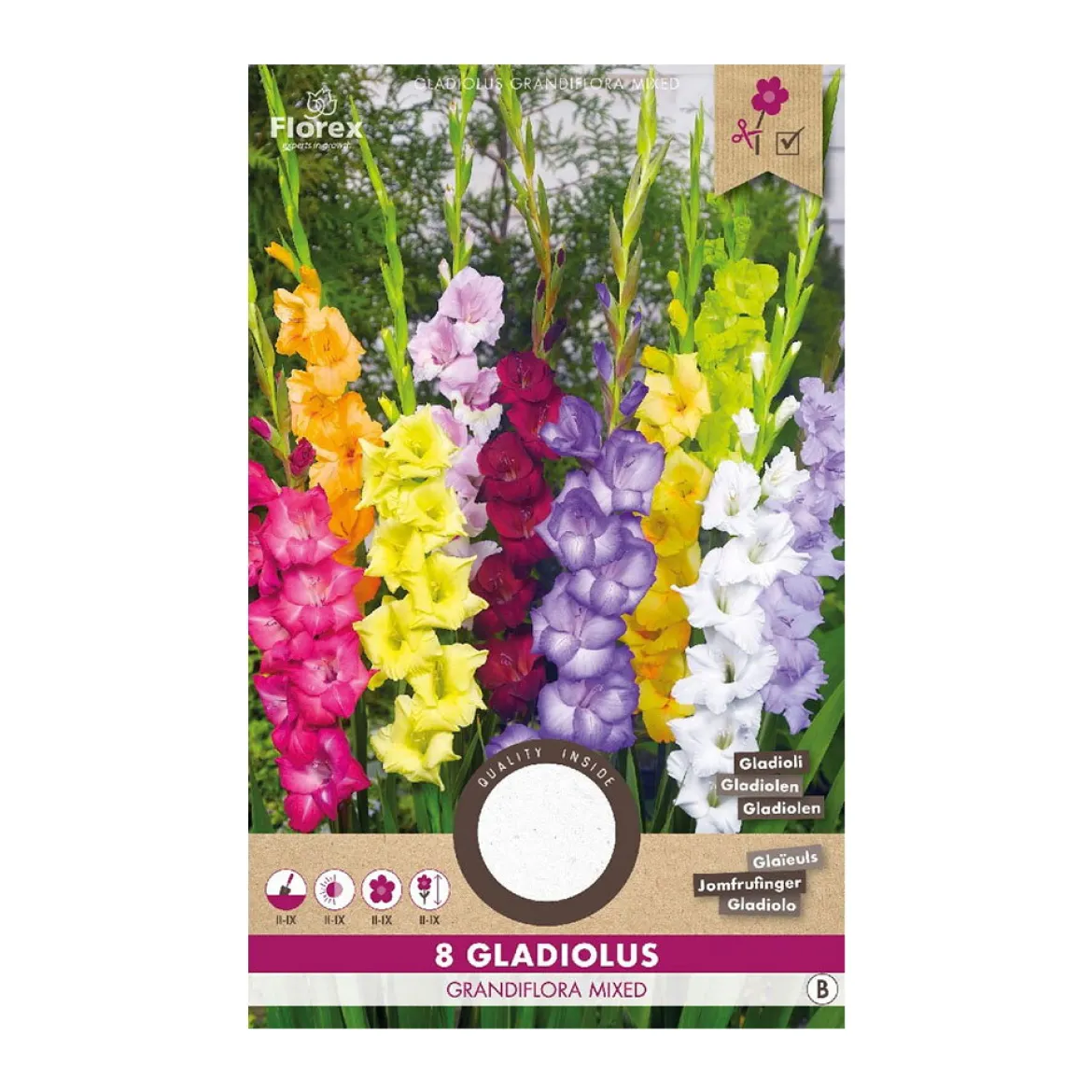 Gladiolus mix blomsterløg - 8 stk.