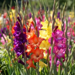 Gladiolus mix blomsterløg - 8 stk.