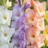 Gladiolus Pastel mix - 8 løg