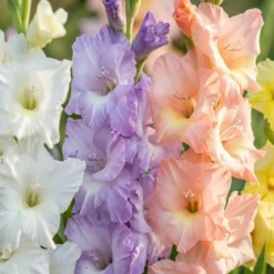 Gladiolus Pastel mix - 8 løg