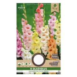 Gladiolus Pastel mix - 8 løg