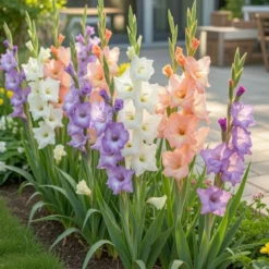 Gladiolus Pastel mix - 8 løg