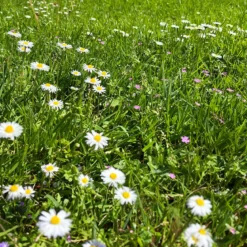 Græsfrø Barenbrug Happy Lawn - 25 m2