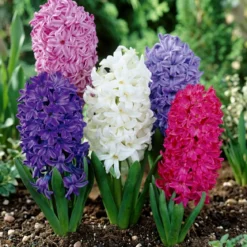 Hyacint 'mix'