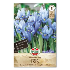 Iris 'Alida'