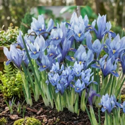 Iris 'Alida'