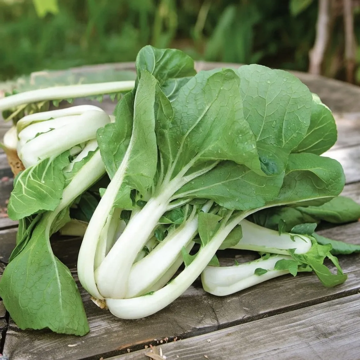 Japanske Pak, Choi frø