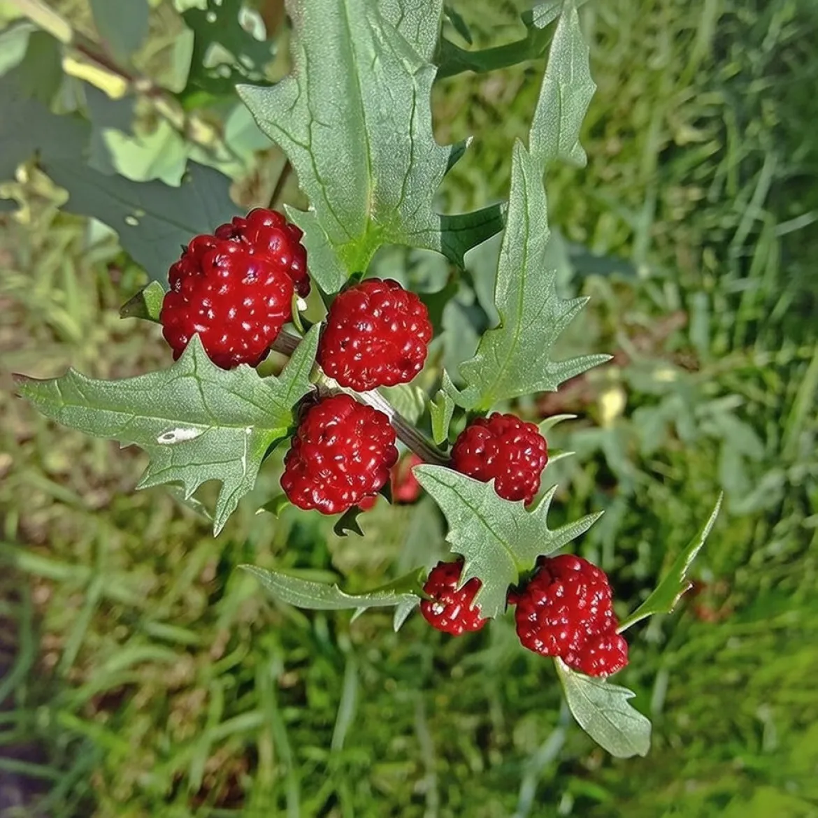 Jordbærspinat frø, Chenopodium Capitatum
