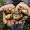 Kartoffelmuld til økologisk dyrkning - 1000 liter