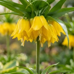 Kejserkrone 'Lutea'
