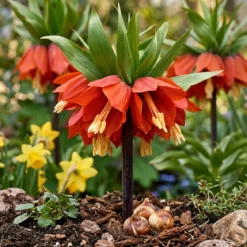 Kejserkrone 'Rubra'
