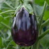 Økologisk Aubergine frø "Black Beauty"