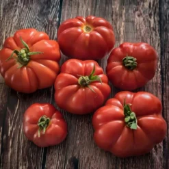 Økologisk Bøftomat frø, Marmande VR