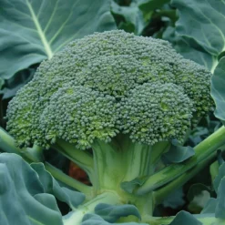 Økologisk Broccoli frø, Belstar F1