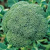 Økologisk Broccoli frø, Calabrese Natalino