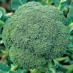 Økologisk Broccoli frø, Calabrese Natalino