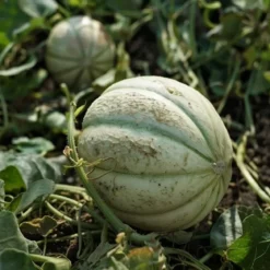 Økologisk Cantaloupemelons frø, Charentais