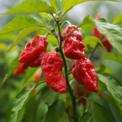 Økologisk Chili "Bhut Jolokia Rød"