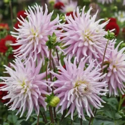 Økologisk Dahlia "Kiev XXL" - 1 knold